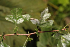 Podosphaera clandestina