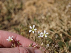 Sabulina nuttallii