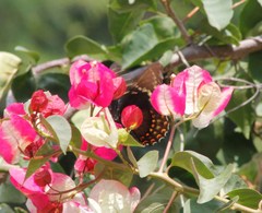 Papilio menatius victorinus