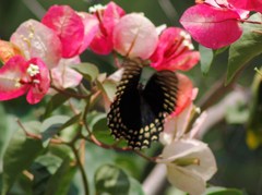 Papilio menatius victorinus