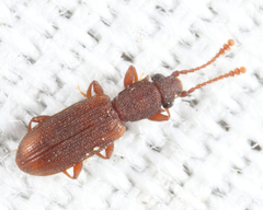 Silvanoprus angusticollis