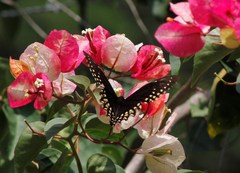 Papilio menatius victorinus