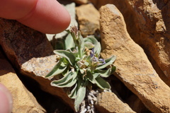 Campanula scabrella