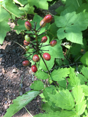 Actaea rubra rubra