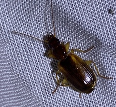 Cymindis limbata