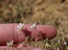 Sabulina nuttallii