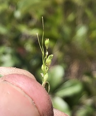 Dichanthelium webberianum