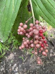 Maianthemum racemosum