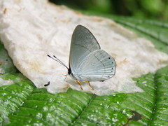 Euselasia eupatra