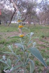 Buddleja stachyoides
