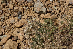 Sabulina nuttallii
