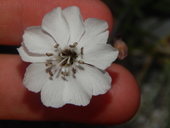 Silene uniflora