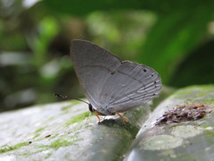 Euselasia eupatra