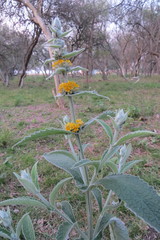 Buddleja stachyoides
