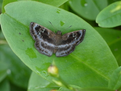 Quadrus cerialis