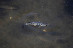 Fundulus similis