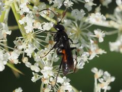 Arachnospila minutula
