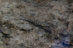 Fundulus similis