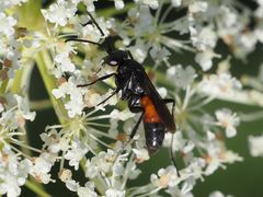 Arachnospila minutula