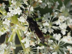 Arachnospila minutula