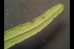 Hypericum linariifolium