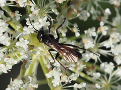 Arachnospila minutula