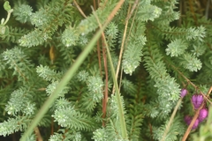 Thymelaea coridifolia