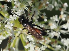 Arachnospila minutula