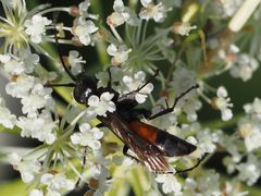 Arachnospila minutula