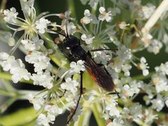 Arachnospila minutula