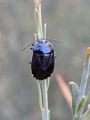Canthophorus melanopterus