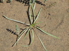 Plantago maritima juncoides
