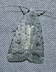 Caradrina multifera