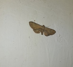 Eupithecia simpliciata