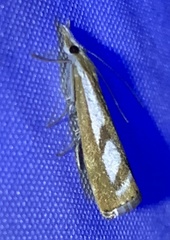 Catoptria latiradiellus
