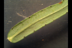 Hypericum linariifolium
