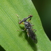 Diopsidae - Photo (c) 潘立傑 LiChieh Pan,  זכויות יוצרים חלקיות (CC BY-NC-SA)