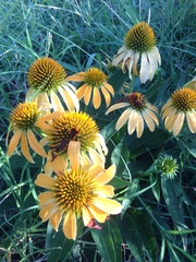 Echinacea paradoxa