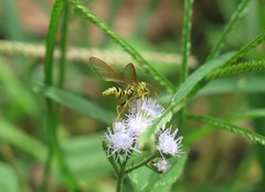 Pseudosphex laticincta