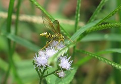 Pseudosphex laticincta