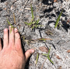 Dichanthelium patentifolium