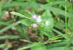 Pseudosphex laticincta