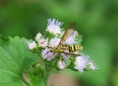 Pseudosphex laticincta