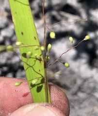 Dichanthelium patentifolium