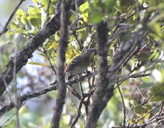 Chasiempis sclateri