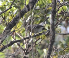 Chasiempis sclateri