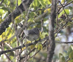 Chasiempis sclateri