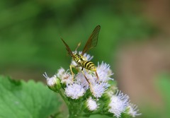 Pseudosphex laticincta