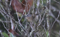 Chasiempis sclateri