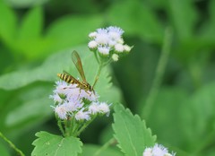 Pseudosphex laticincta